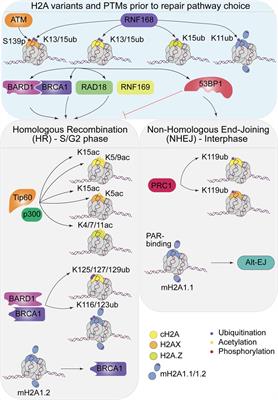 Histone H2A variants play a key role at DNA double-strand breaks during repair pathway choice